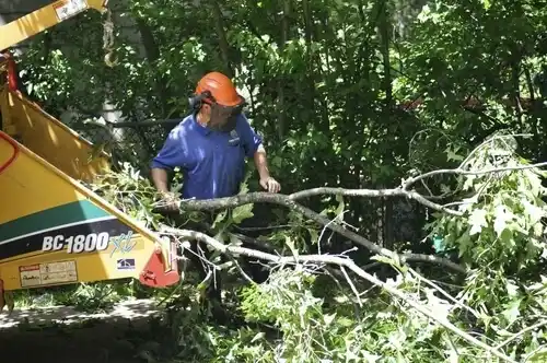 tree services East Meadow